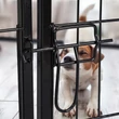 Kutyaketrec és Kennel 