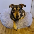 FLUFFY Kutyaágy