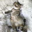 FLUFFY Kutyaágy