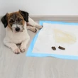 Kistestű kutya kikija és pisije egy 60 x 60 cm méretű nedvességnek ellenálló kutyapelenkán