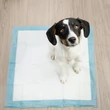 60 x 60 cm Kutyapelenka 100 db + Kutyapiszok Zacskó 30 db 
