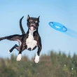 Fekete színű staffordshire terrier amint elkapja a frizbi kutyajátékot