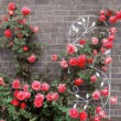 Bird rózsafuttató rács fehér színben kerítésnél felállítva piros rózsákkal felfuttatva