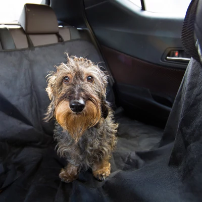 Boni ülésvédő takaró autóban elhelyezve rajta egy aranyos drótszőrű tacsival