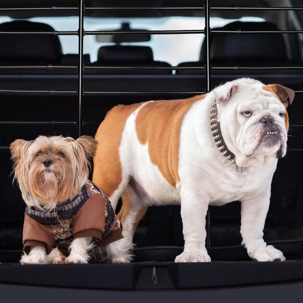 Kombi autóban elhelyezett autórács csomagtér leválasztó rács egy angol bulldoggal és egy yorkie-val a raktérben