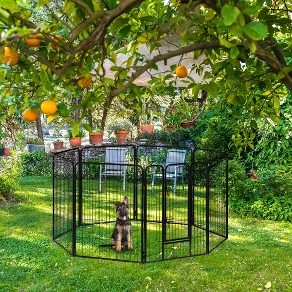 Nagyméretű acél kutyaketrec és kutyakennel a kertben egy narancsfa alatt az árnyékban elhelyezve