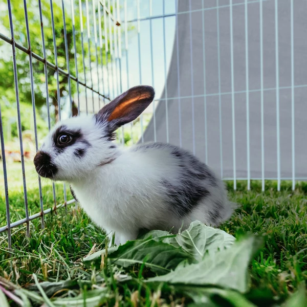 Napvitorla 3 x 3 m 