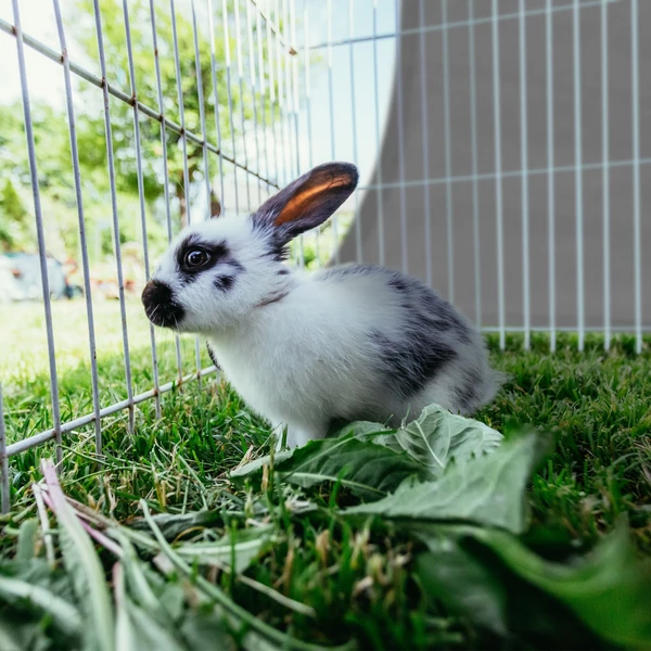 Napvitorla 4 x 4 m 