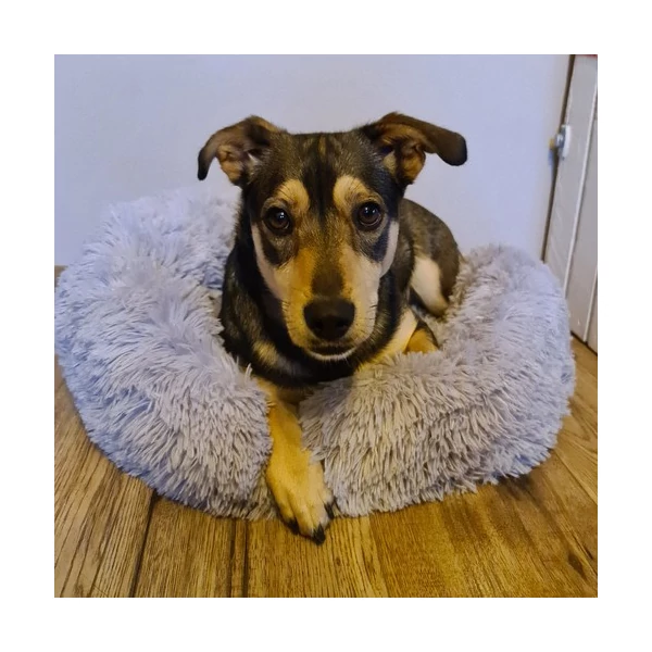 bolyhos kutyafekhely magas peremmel kényelmes alvás kedvencednek