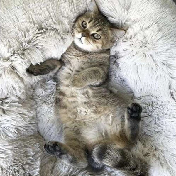 FLUFFY Kutyaágy
