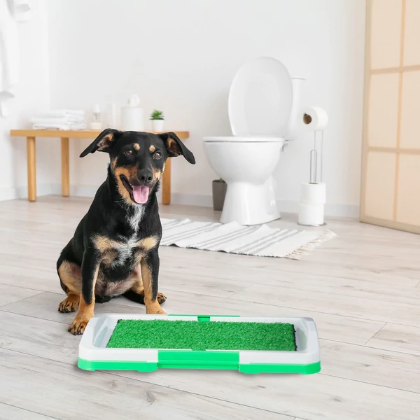 Kistestű kutyus a nappaliban egy beltéri műfüves kutya wc mellett