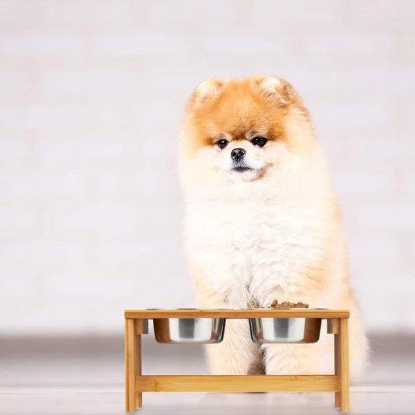 Pomerániai törpespicc előtt elhelyezett emelt etető és itatótál készlet bambusz állvánnyal